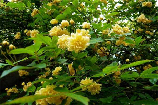 <a href='https://www.ahuacao.com/duorouzhiwu/2.html' target='_blank'><u>麒麟花</u></a>