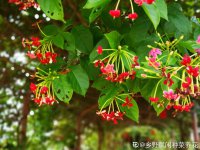 使君子图片