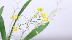 梦香兰的花语和寓意