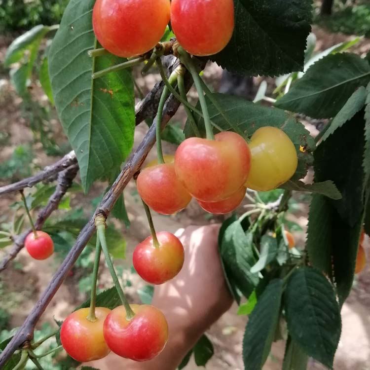 雷尼大樱桃
