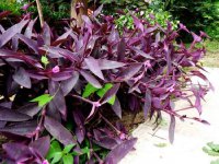 紫竹梅繁殖方法