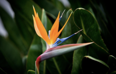 鹤望兰（Strelitzia reginae）的花语