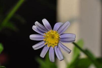 蓝色玛格丽种植养护