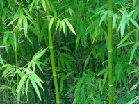 盆栽竹子冬天养护要注意这几点细节，就能安全过冬！
