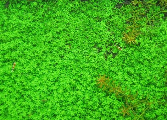矮珍珠和迷你矮珍珠的区别 矮珍珠水草的种植方法
