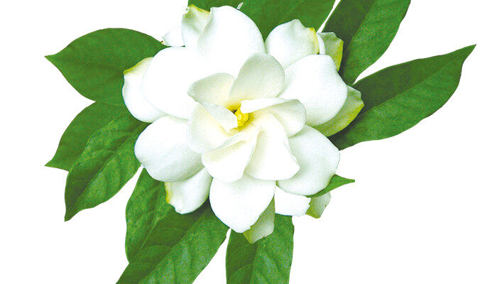 关于<a href='https://www.861230.com/guanhuazhiwu/11.html' target='_blank'><u>栀子花</u></a>