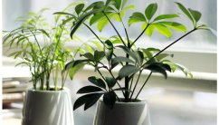 盆栽植物怎么养才茂盛