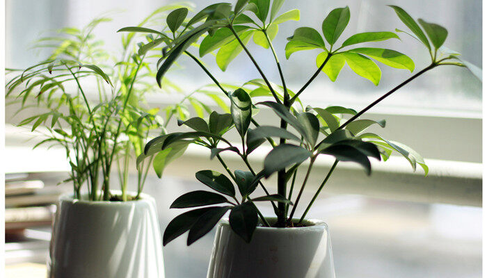盆栽植物