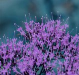 夕雾花图片