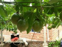 百香果种子怎么种植，四个步骤教你种植百香果