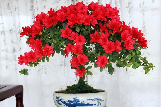 盆栽<a href='https://www.861230.com/guanhuazhiwu/31.html' target='_blank'><u>杜鹃花</u></a>的养殖方法和注意事项有哪些