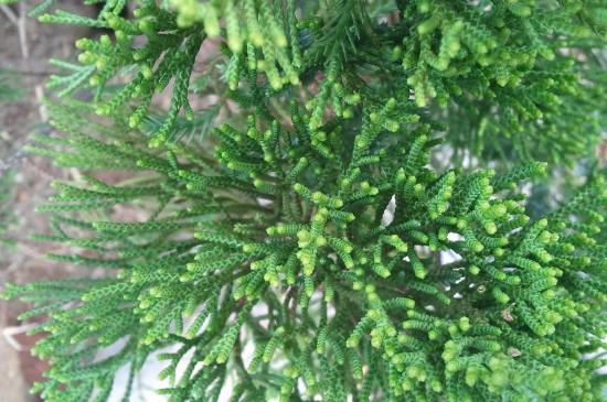 种养龙柏树的忌讳