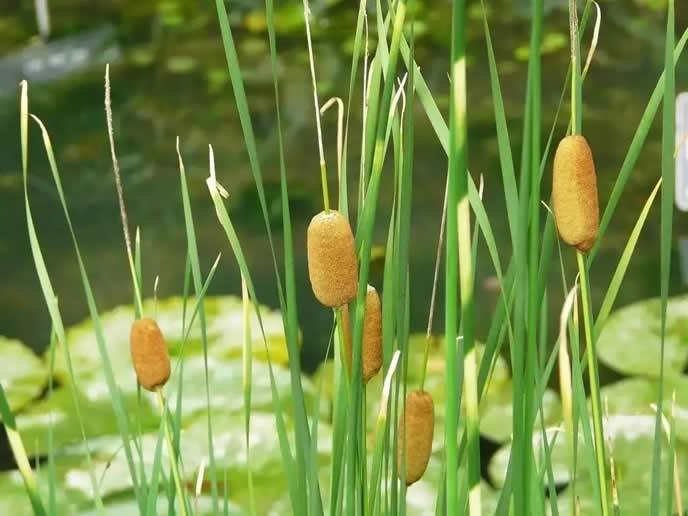 水烛