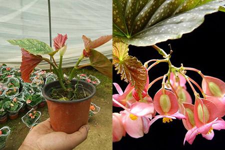 竹节秋海棠