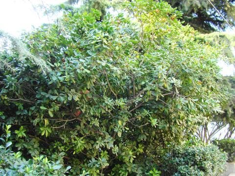 <a href='https://www.861230.com/guanhuazhiwu/11.html' target='_blank'><u>山栀</u></a>茶