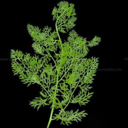 水蕨繁殖方法