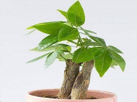 发财树