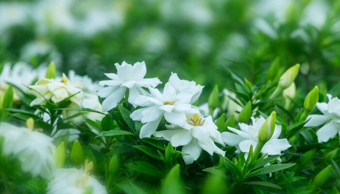 <a href='https://www.861230.com/guanhuazhiwu/11.html' target='_blank'><u>栀子花</u></a>