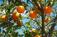 橘子树零下几度会冻死 橘子树冬季养殖技巧