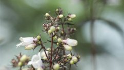 钓钟柳的种植方法