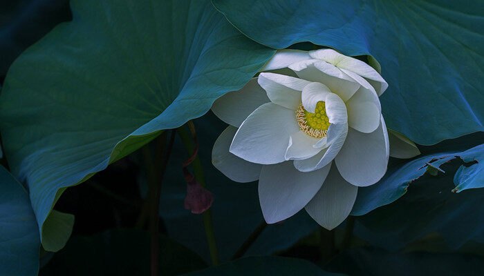<a href='https://www.861230.com/guanhuazhiwu/1062.html' target='_blank'><u>荷花</u></a>