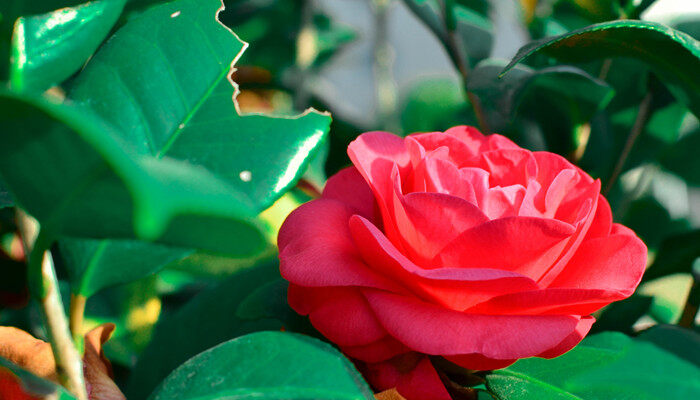 <a href='https://www.ahuacao.com/guanhuazhiwu/52.html' target='_blank'><u>茶花</u></a>