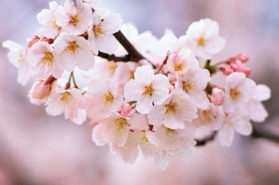 樱花树