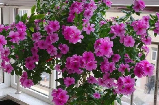 <a href='https://www.861230.com/guanhuazhiwu/6716.html' target='_blank'><u>长春花</u></a>