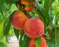 桃子栽培技术