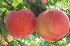 桃子繁殖方式