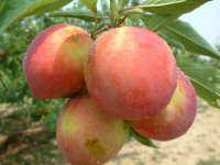 桃子品种分类