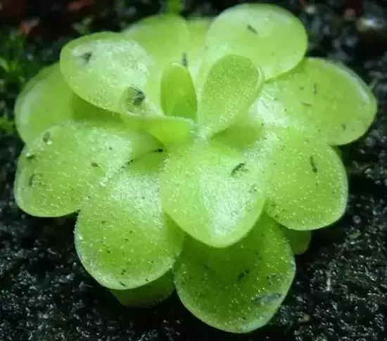 捕虫堇