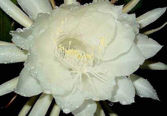 <a href='https://www.861230.com/guanhuazhiwu/6604.html' target='_blank'><u>韦陀花</u></a>