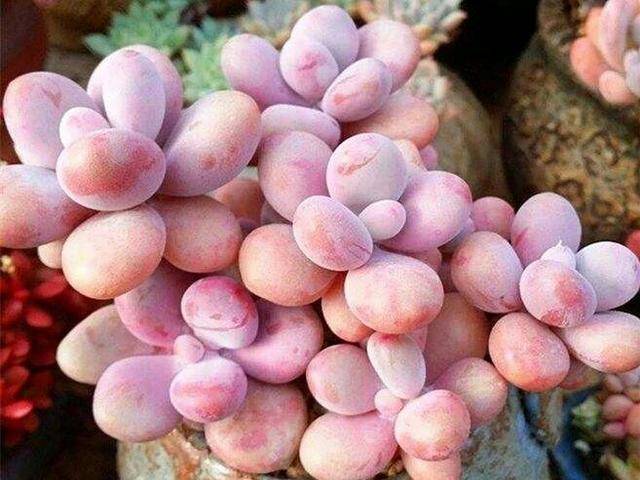 桃蛋