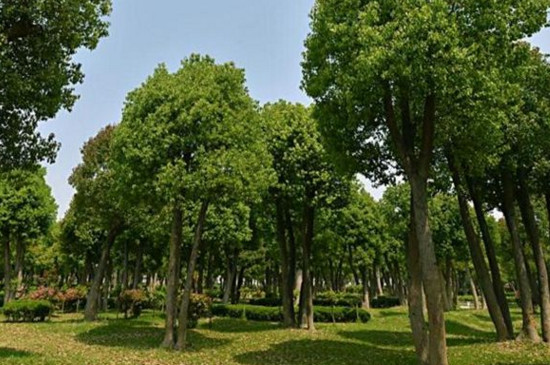杭州的市树