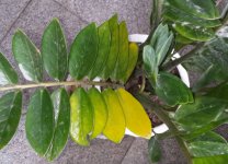 金钱树的叶子发黄：发黄的原因及处理办法