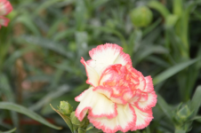 白康乃馨花的花语是什么