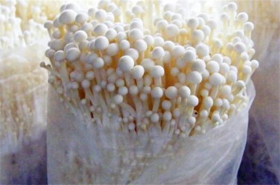金针菇