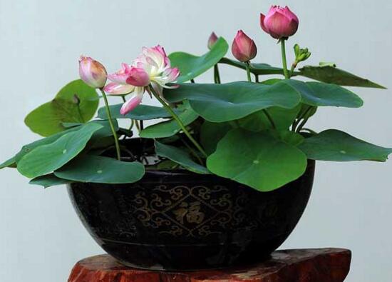 <a href='https://www.861230.com/guanhuazhiwu/1062.html' target='_blank'><u>荷花</u></a>