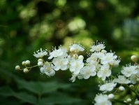 线叶绣线菊图片