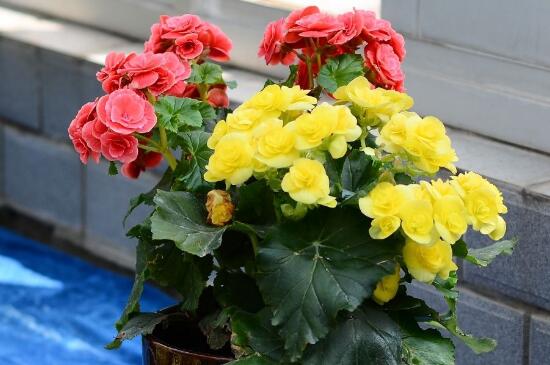 <a href='https://www.861230.com/guanhuazhiwu/6595.html' target='_blank'><u>玫瑰</u></a>种植方法