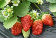 红颜草莓是奶油草莓吗?