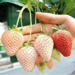 小白草莓苗