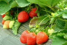 章姬草莓怎么种?草莓大棚怎么建造?