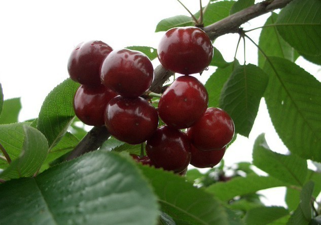 砂蜜豆樱桃