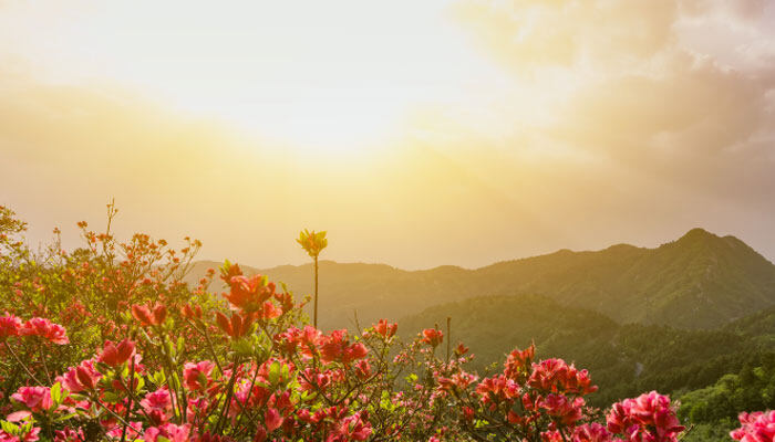 花植株