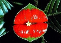 色彩斑斓的“大嘴巴”—热唇草