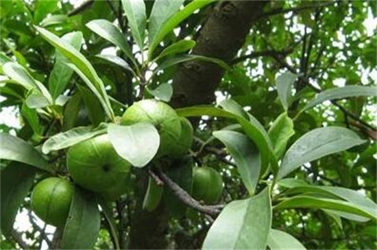 山竹树