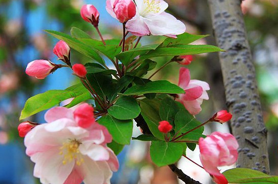 海棠花