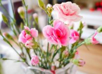 康乃馨花束怎么养，5个步骤让你的康乃馨花束活过来
